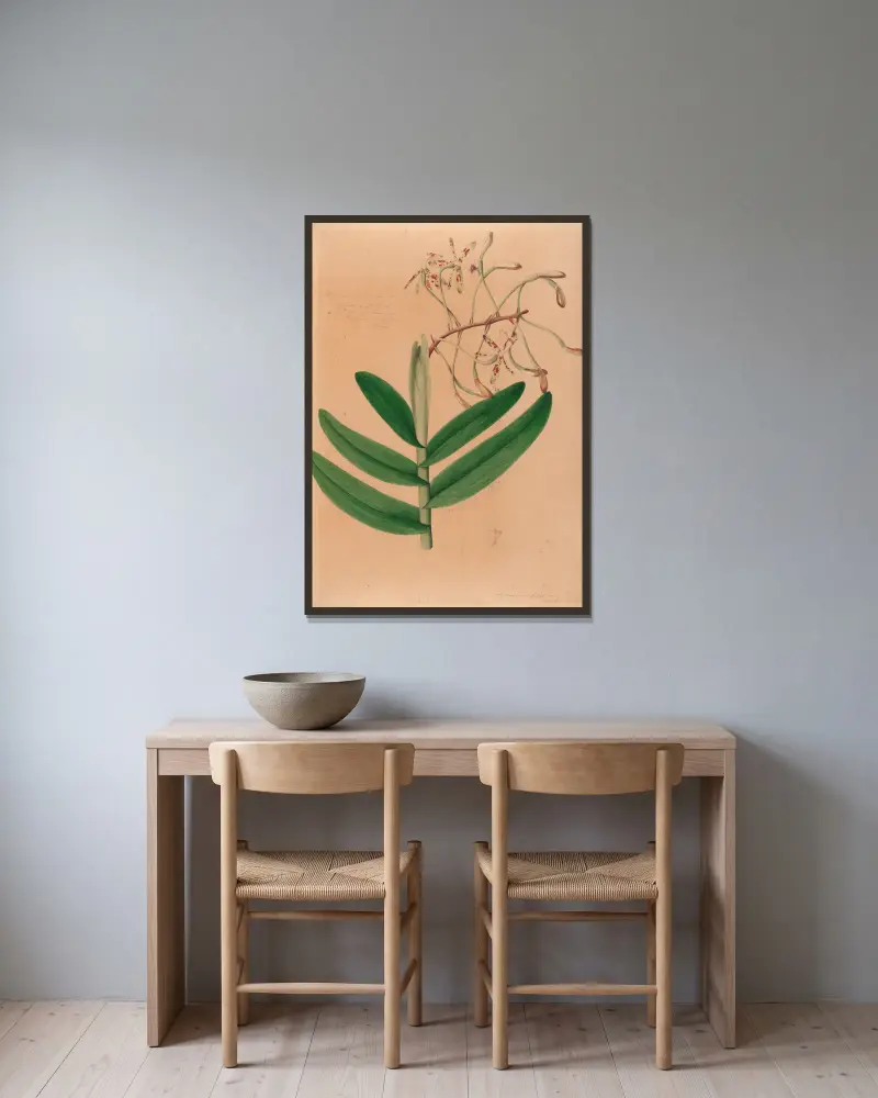 Iconographie des orchidées du Brésil Pl.21 av João Barbosa Rodrigues inramad på en vägg