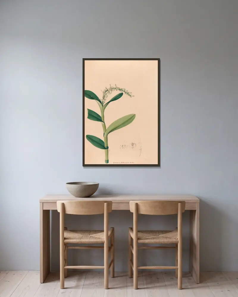 Iconographie des orchidées du Brésil Pl.23 av João Barbosa Rodrigues inramad på en vägg
