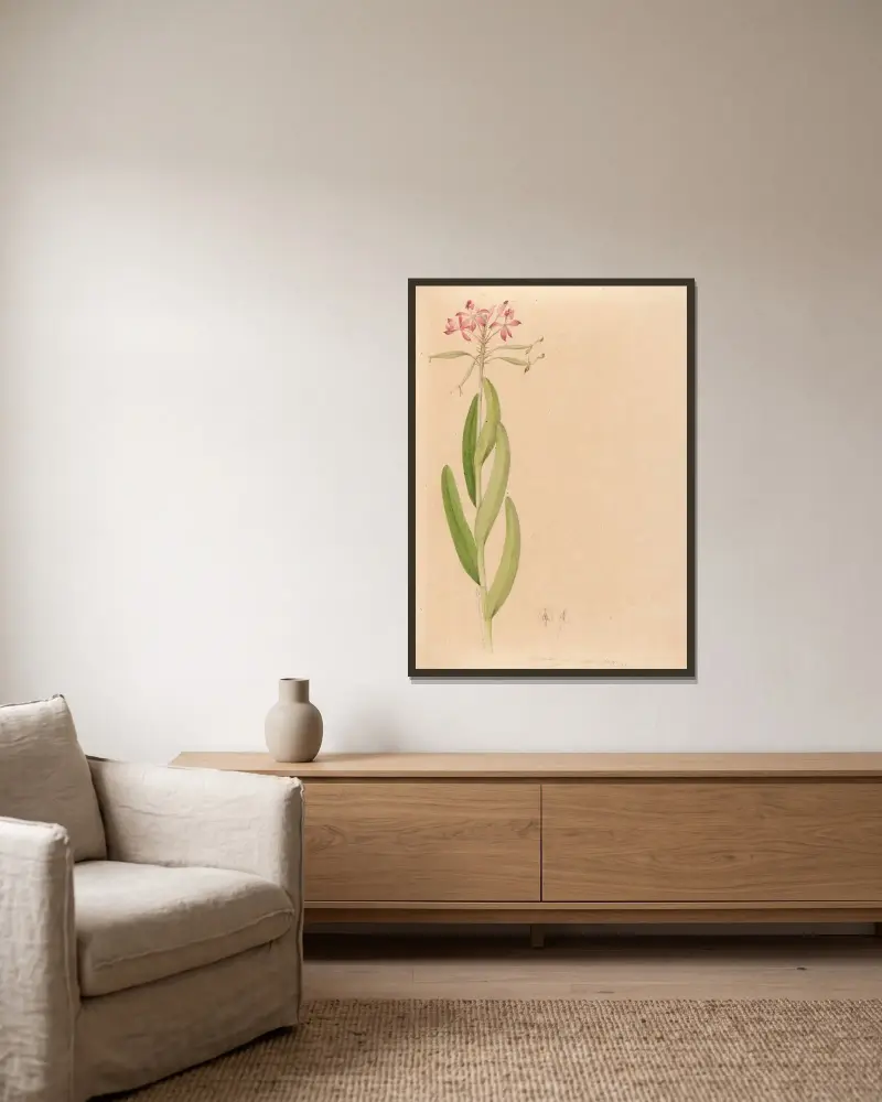 Iconographie des orchidées du Brésil Pl.27 av João Barbosa Rodrigues inramad på en vägg