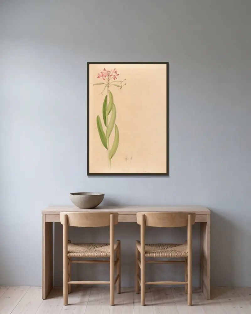 Iconographie des orchidées du Brésil Pl.27 av João Barbosa Rodrigues inramad på en vägg