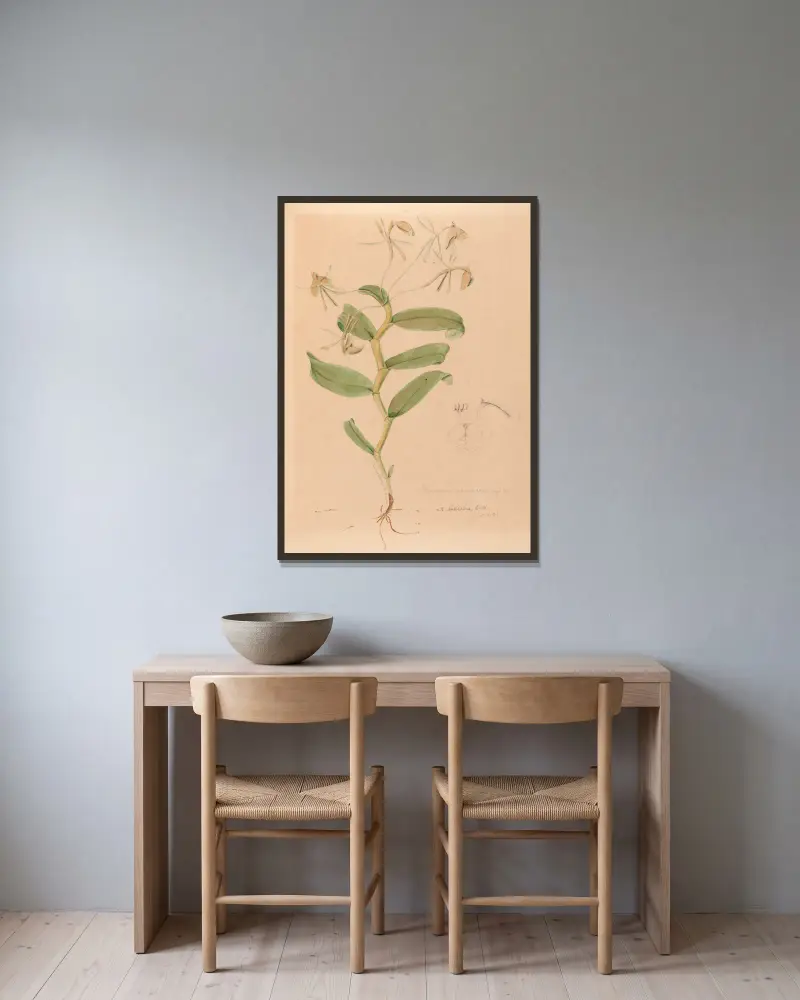Iconographie des orchidées du Brésil Pl.33 av João Barbosa Rodrigues inramad på en vägg