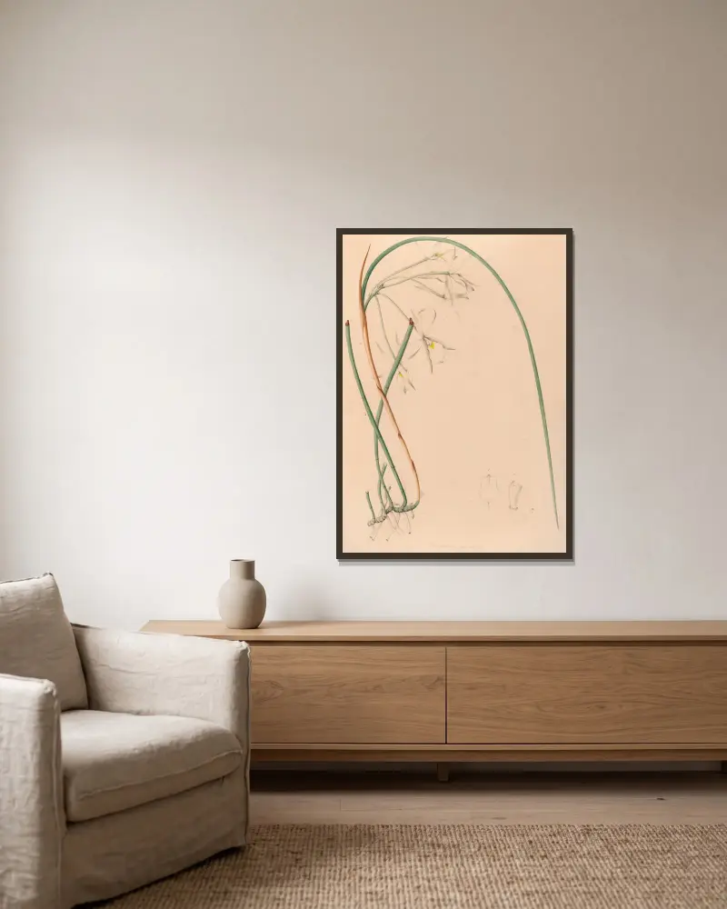 Iconographie des orchidées du Brésil Pl.51 av João Barbosa Rodrigues inramad på en vägg