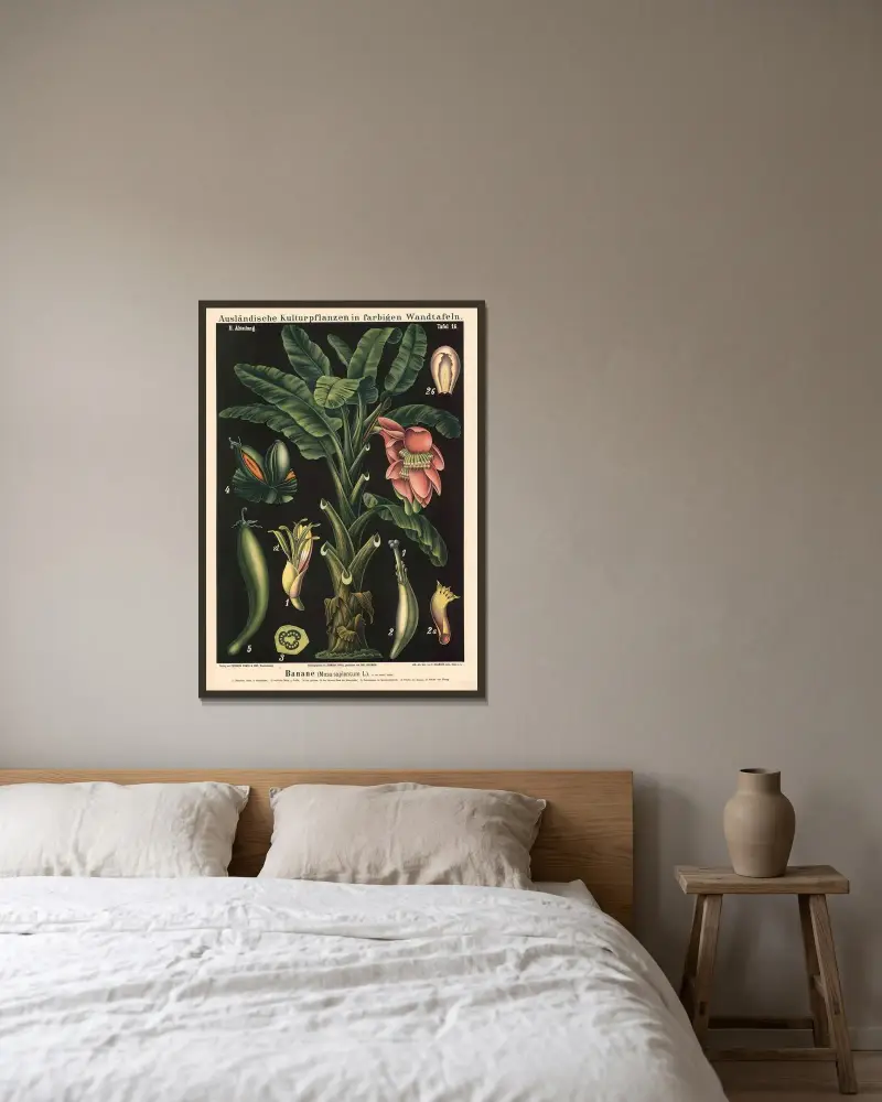 Banane (Musa sapientum L.) av Carl Bollmann inramad på en vägg
