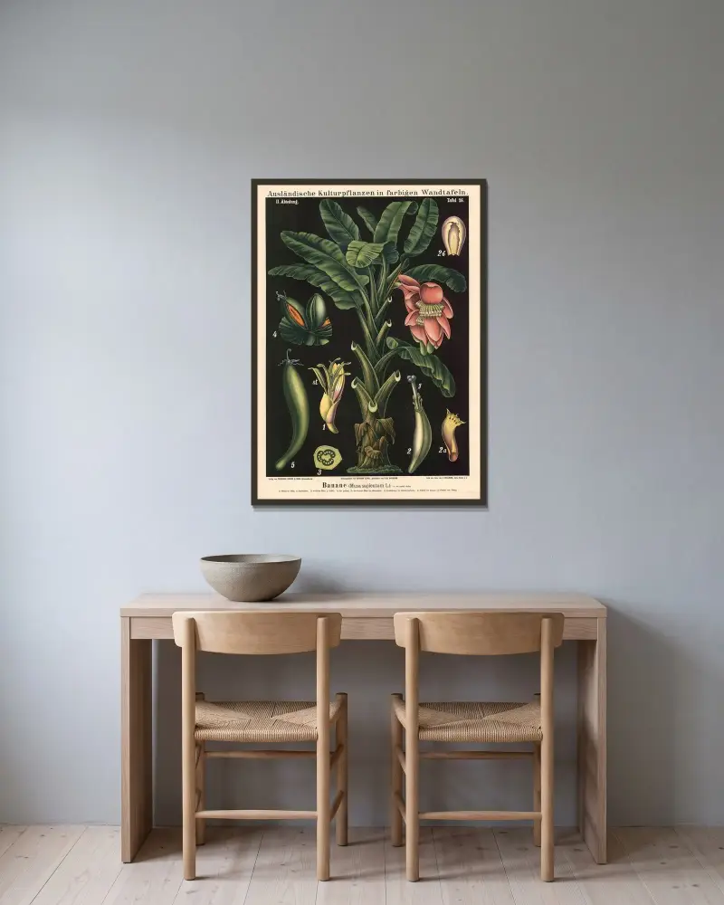 Banane (Musa sapientum L.) av Carl Bollmann inramad på en vägg