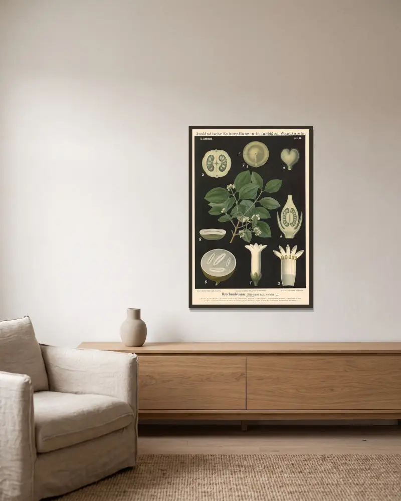 Brechnussbaum (Strychnos nux vomica L.) von Carl Bollmann gerahmt an einer Wand