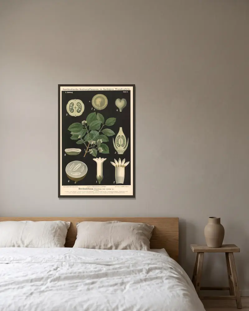 Brechnussbaum (Strychnos nux vomica L.) von Carl Bollmann gerahmt an einer Wand