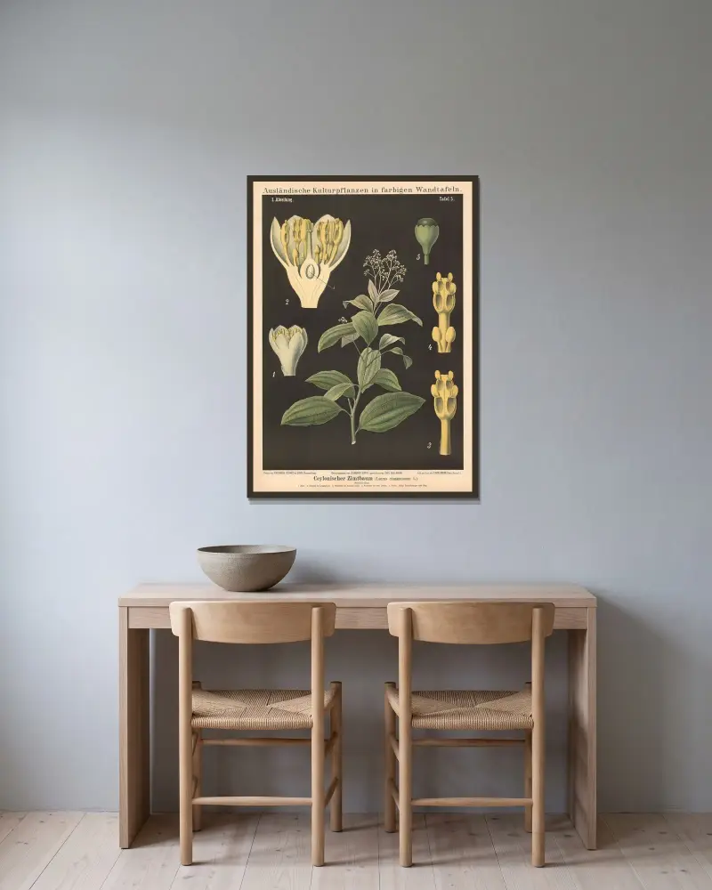 Ceylonischer Zimtbaum (Laurus cinnamomum L.) von Carl Bollmann gerahmt an einer Wand