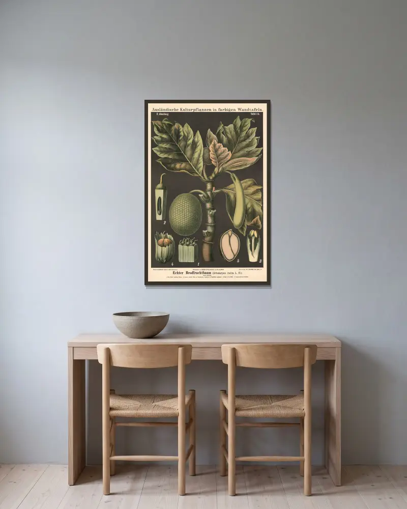 Echter Brotfruchtbaum (Artocarpus incisa L.fil.) von Carl Bollmann gerahmt an einer Wand