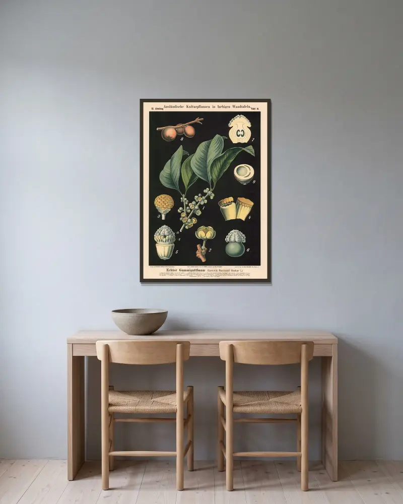 Echter Gummiguttbaum (Garcinia hanburyi Hooker f.) von Carl Bollmann gerahmt an einer Wand