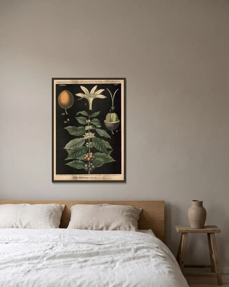 Echter Kaffeebaum (Coffea arabica L.) von Carl Bollmann gerahmt an einer Wand