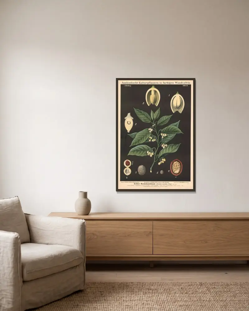 Echter Muskatnussbaum (Myristica moschata) von Carl Bollmann gerahmt an einer Wand