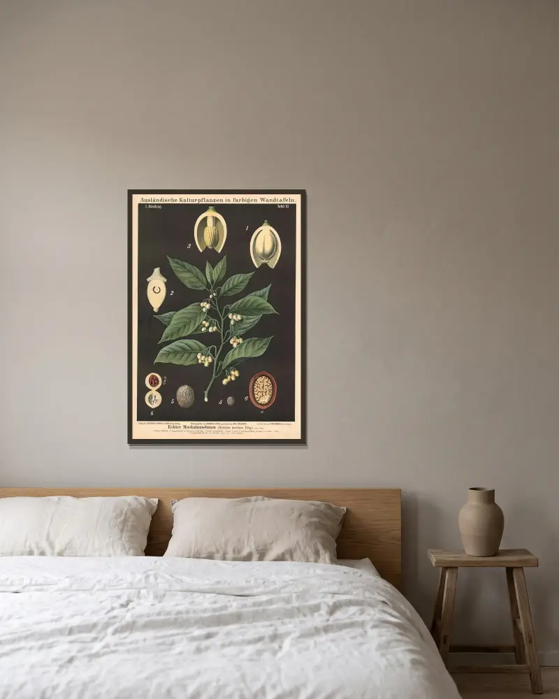 Echter Muskatnussbaum (Myristica moschata) von Carl Bollmann gerahmt an einer Wand