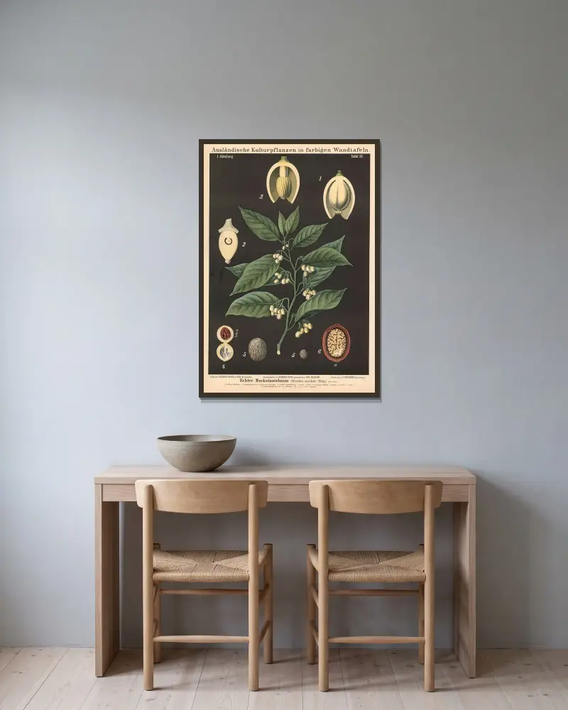 Echter Muskatnussbaum (Myristica moschata) von Carl Bollmann gerahmt an einer Wand