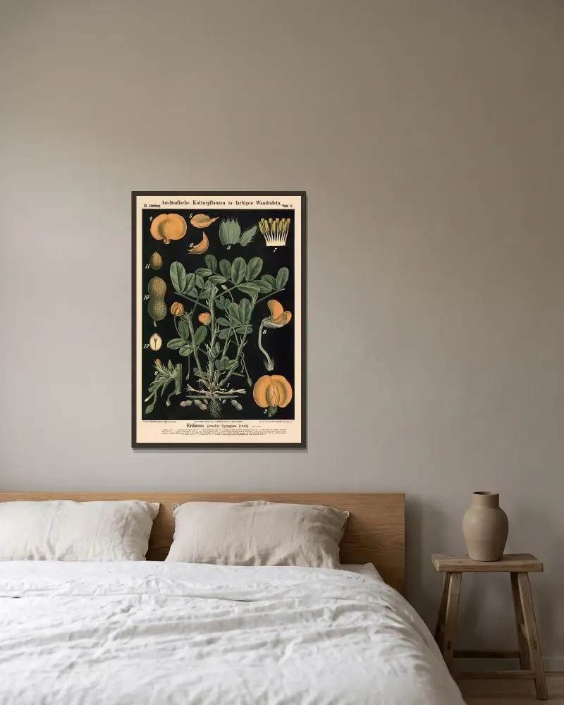 Erdnuss (Arachis hypogaea Linné.) von Carl Bollmann gerahmt an einer Wand