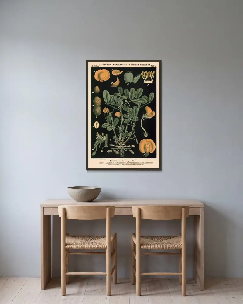 Erdnuss (Arachis hypogaea Linné.) von Carl Bollmann gerahmt an einer Wand