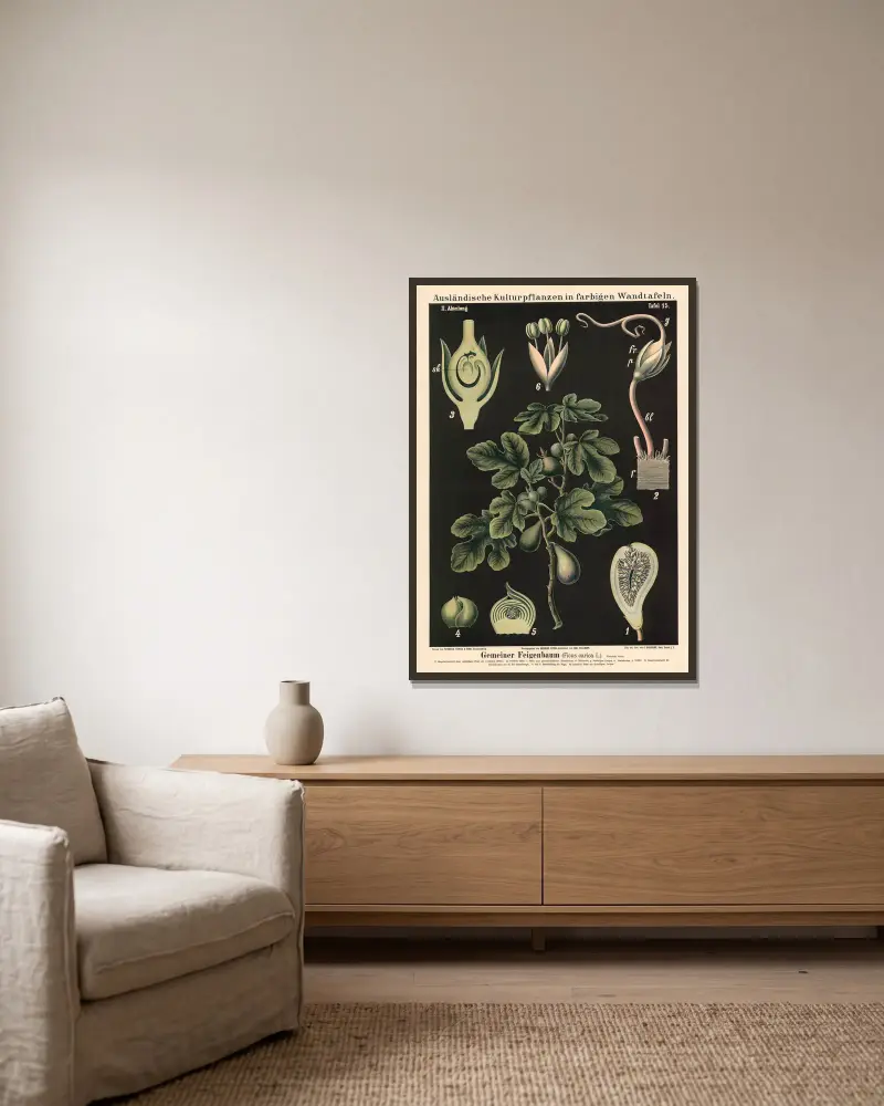 Figowiec pospolity (Ficus carica L.), Carl Bollmann w ramie na ścianie