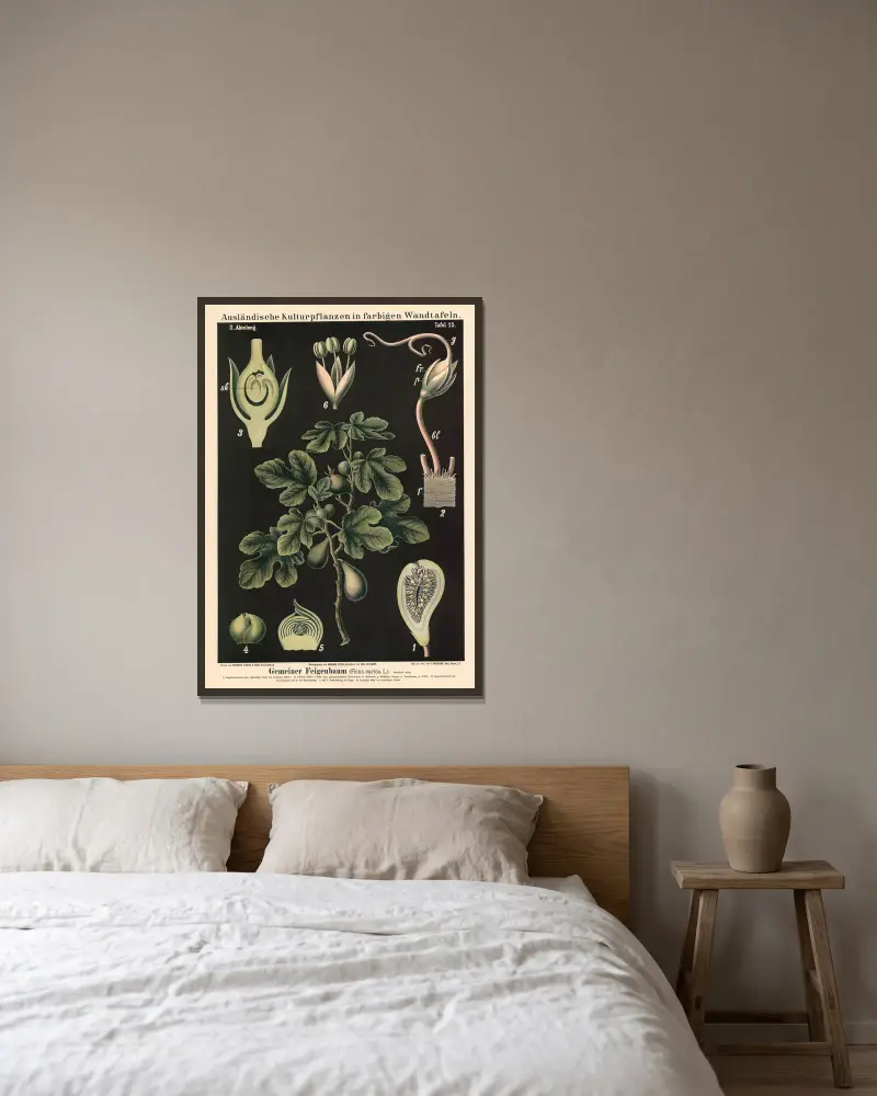 Figowiec pospolity (Ficus carica L.), Carl Bollmann w ramie na ścianie
