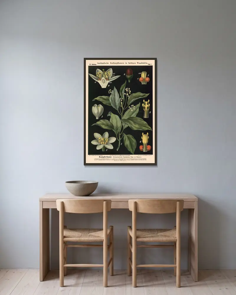 Drzewo kamforowe (Cinnamomum Camphora Nees et Eberm.), Carl Bollmann w ramie na ścianie