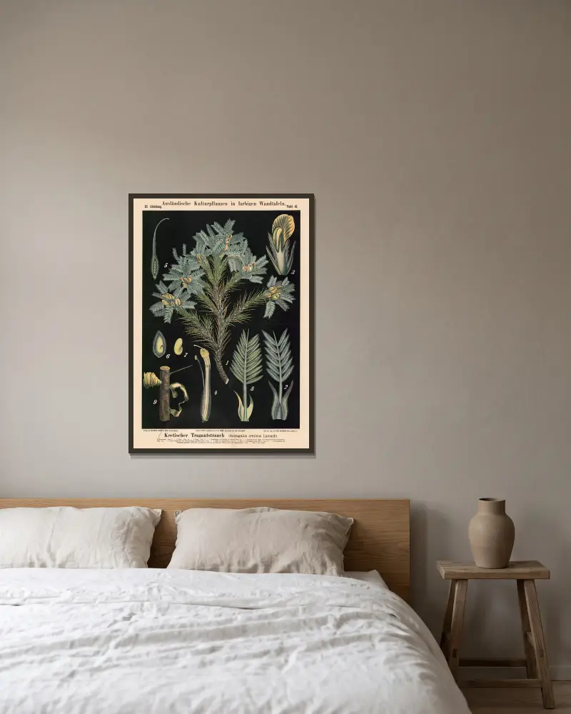 Kretischer Tragantstrauch (Astragalus creticus Lamark) von Carl Bollmann gerahmt an einer Wand