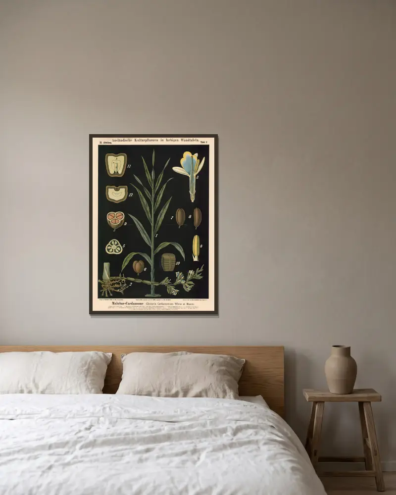 Malabar-Kardamom (Elettaria Cardamomum White et Maton) von Carl Bollmann gerahmt an einer Wand