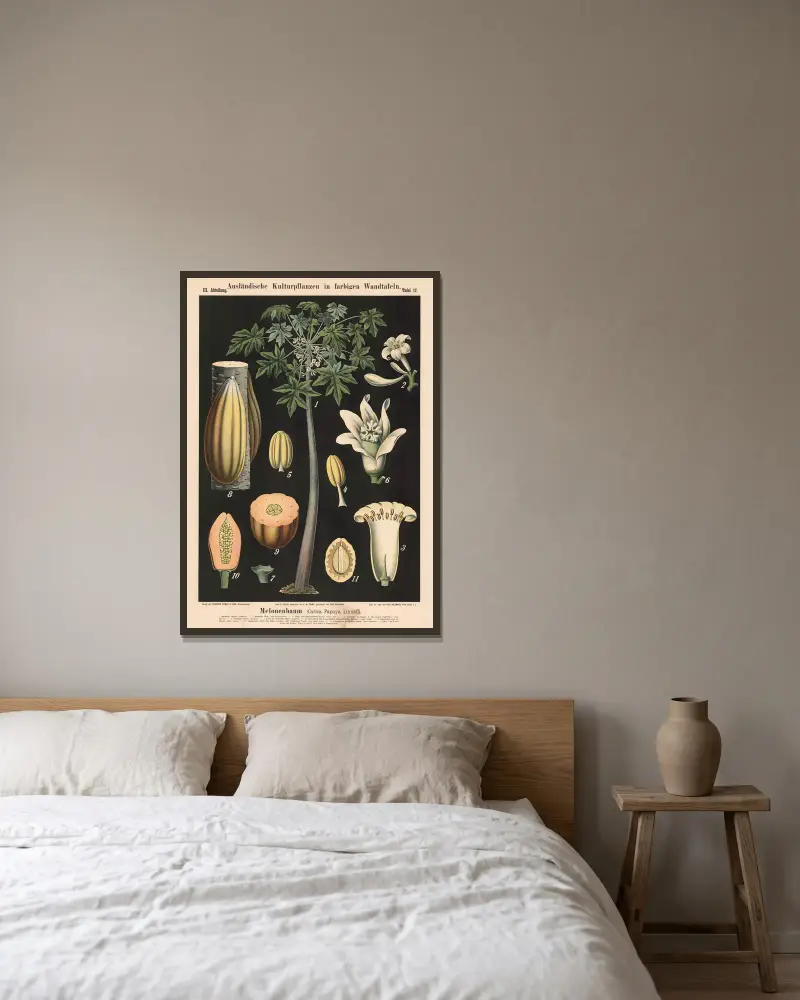 Melounový strom (Carica Papaya Linné), Carl Bollmann v rámu na stěně