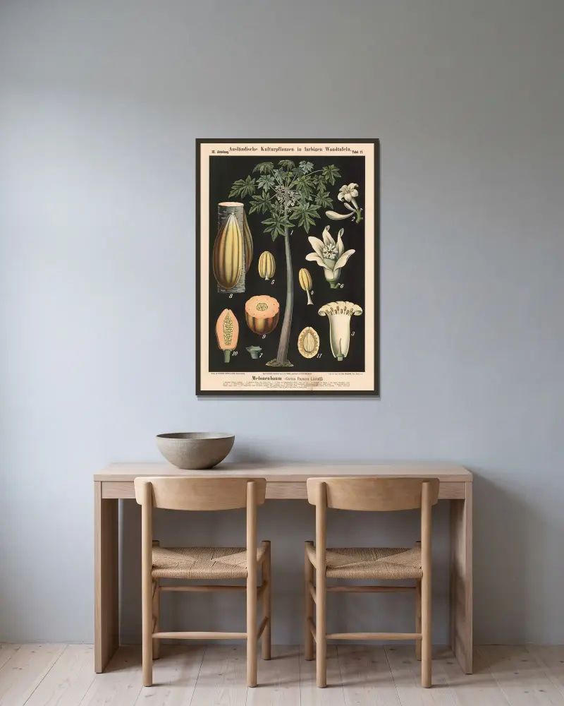 Melounový strom (Carica Papaya Linné), Carl Bollmann v rámu na stěně