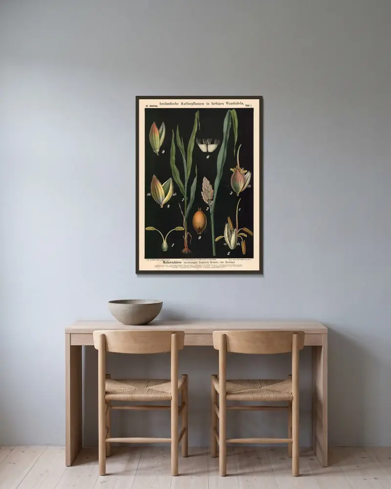 Mohrenhirse (Andropogon Sorghum Brotero, var. Durrha), Carl Bollmann v rámu na stěně
