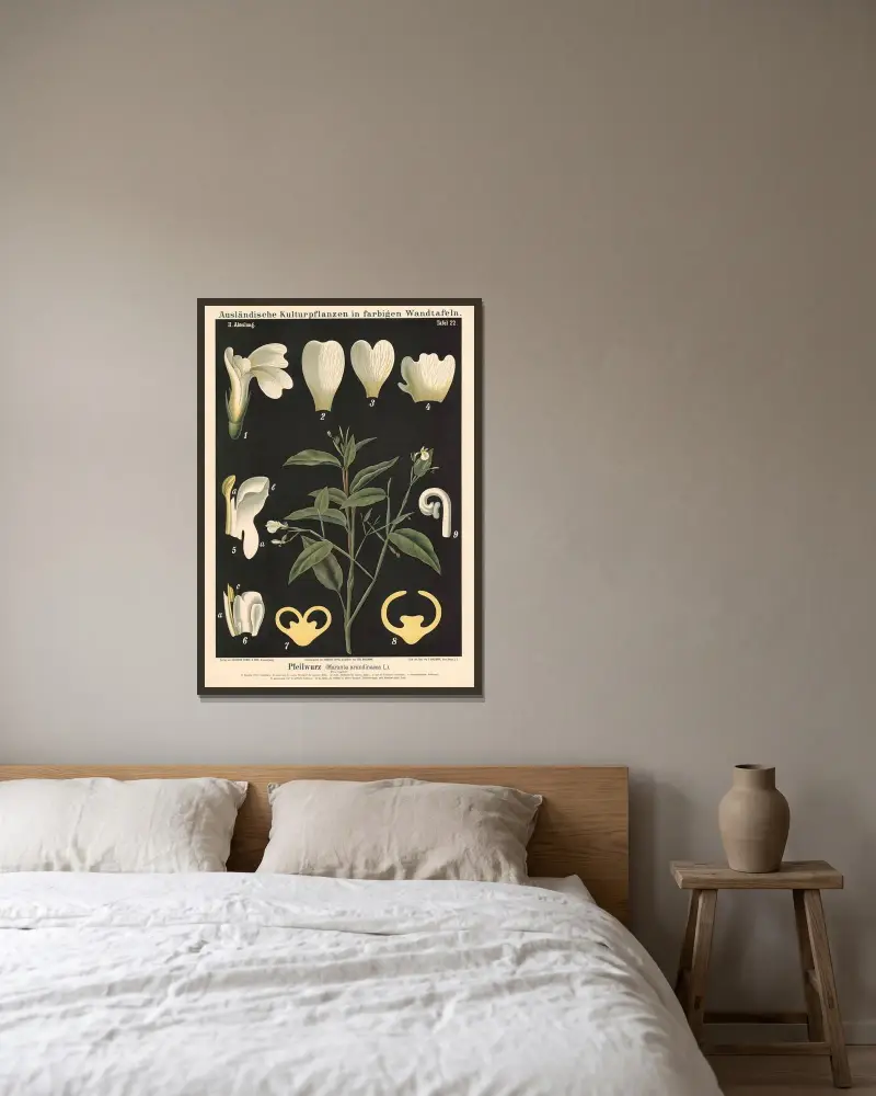 Pfeilwurz (Maranta arundinacea L.) von Carl Bollmann gerahmt an einer Wand