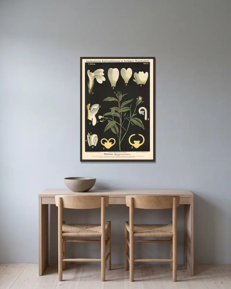 Pfeilwurz (Maranta arundinacea L.) von Carl Bollmann gerahmt an einer Wand