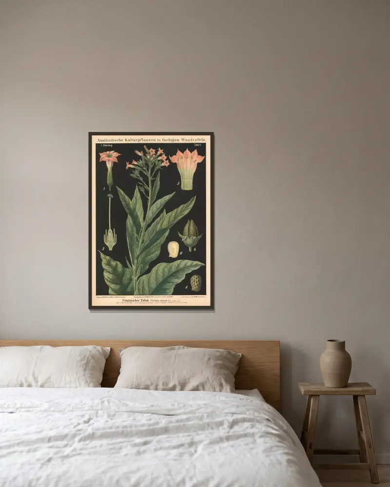 Virginischer Tabak (Nicotiana tabacum L.) von Carl Bollmann gerahmt an einer Wand