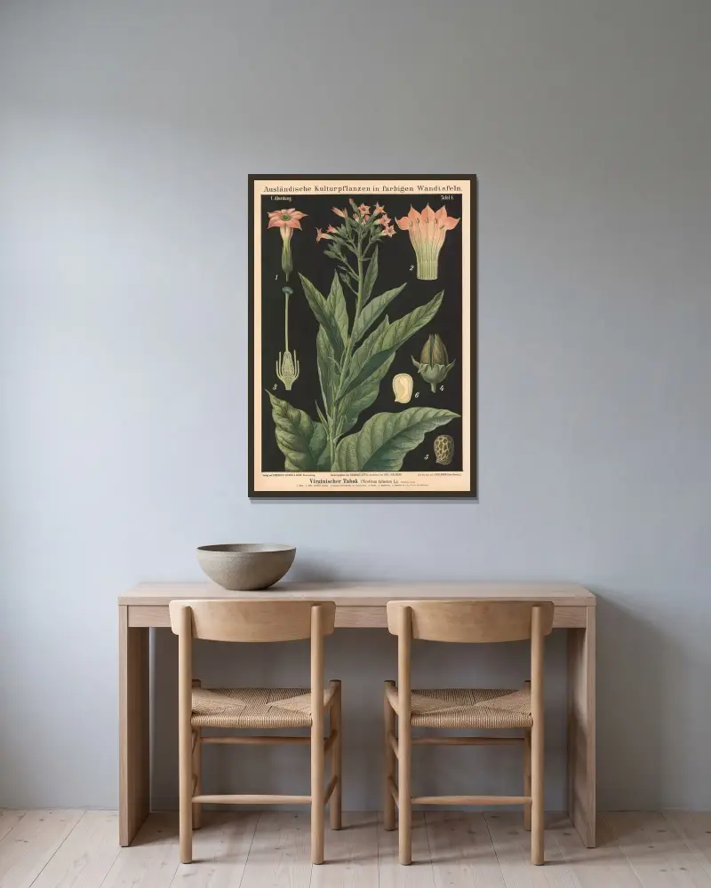 Virginischer Tabak (Nicotiana tabacum L.) von Carl Bollmann gerahmt an einer Wand