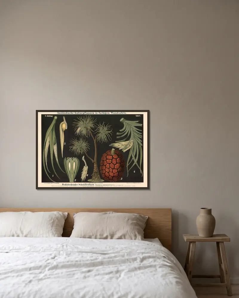 Wohlriechender Schraubenbaum (Pandanus odoratissimus L.) von Carl Bollmann gerahmt an einer Wand