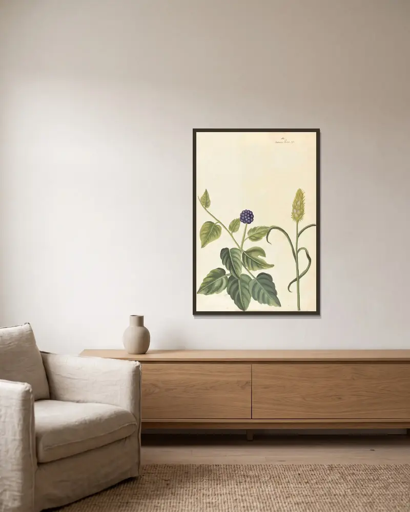 Plantes etrang par Aubriet Pl.023 av Claude Aubriet inramad på en vägg