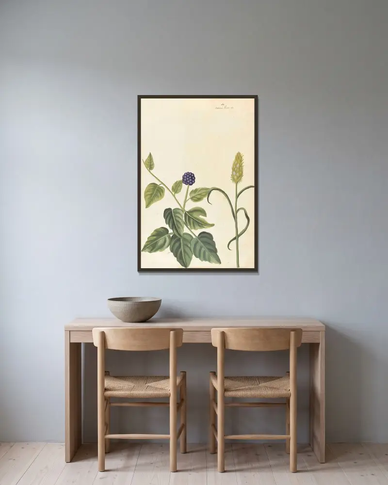 Plantes etrang par Aubriet Pl.023 av Claude Aubriet inramad på en vägg