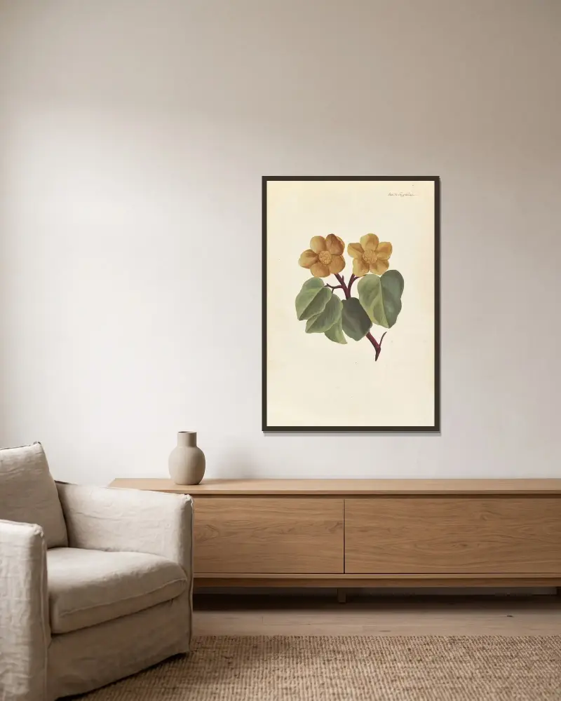 Främmande växt (Plantes étrangères), plansch 035 av Claude Aubriet inramad på en vägg