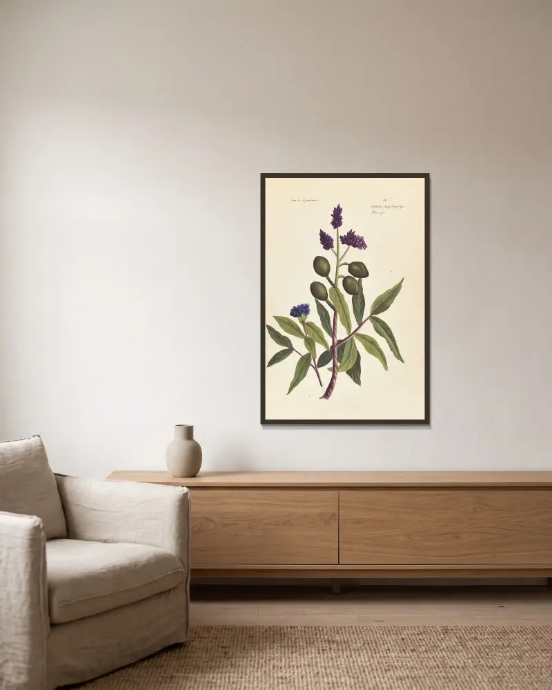 Plantes etrang par Aubriet Pl.036 av Claude Aubriet inramad på en vägg
