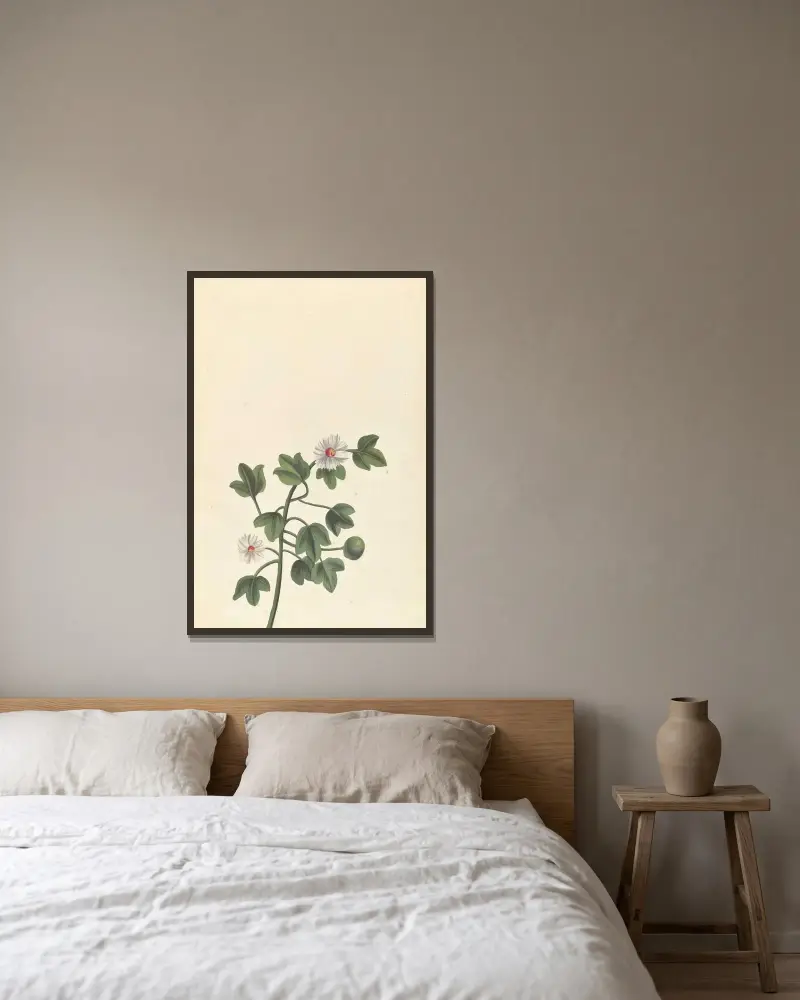 Främmande växt (Plantes étrangères, pl. 069) av Claude Aubriet inramad på en vägg