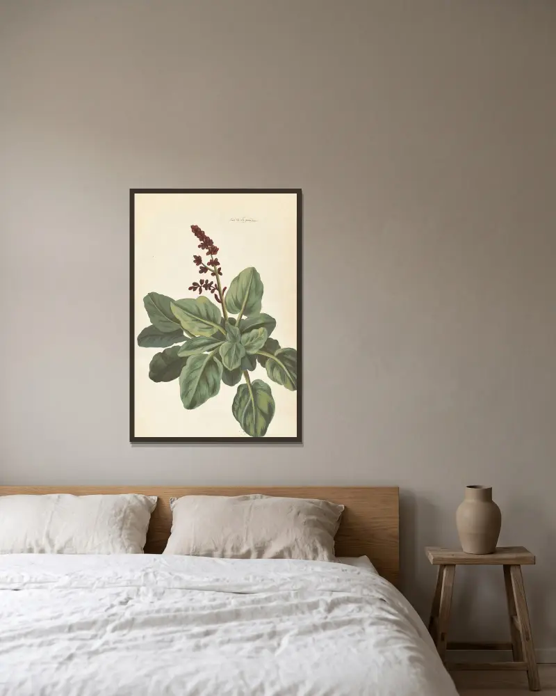 Plantes etrang par Aubriet Pl.076 av Claude Aubriet inramad på en vägg