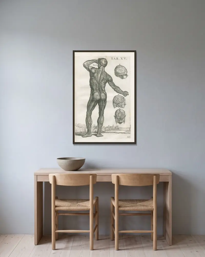 Tabulae anatomicae a celeberrimo pictore Petro Berretino Cortonensi Pl.15 av Pietro da Cortona inramad på en vägg
