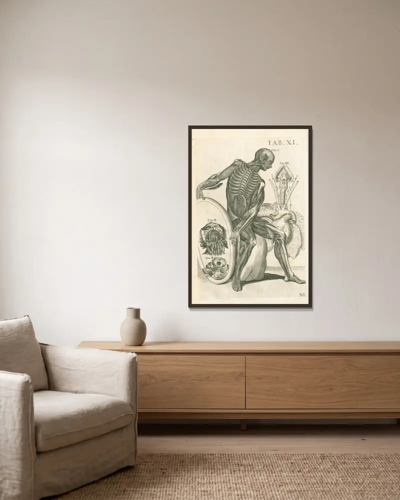 Tabulae anatomicae a celeberrimo pictore Petro Berretino Cortonensi Pl.11 av Pietro da Cortona inramad på en vägg