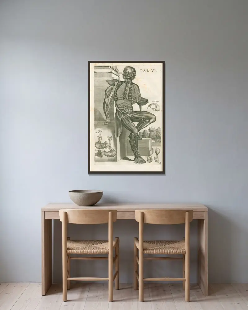 Tabulae anatomicae a celeberrimo pictore Petro Berretino Cortonensi Pl.06 av Pietro da Cortona inramad på en vägg