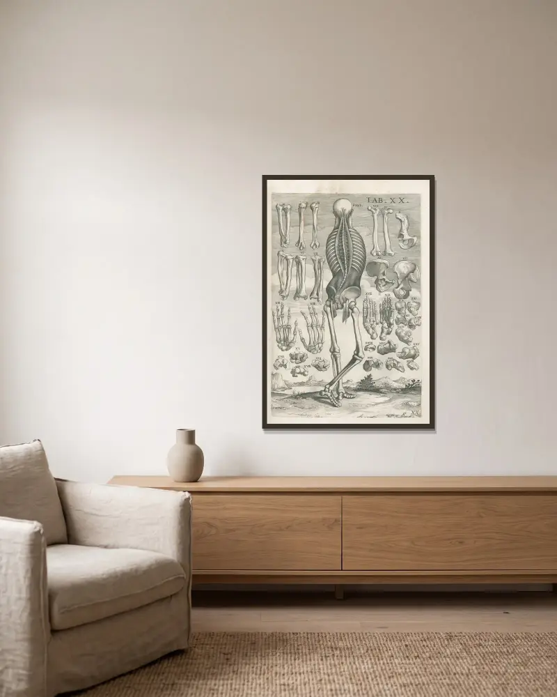 Tabulae anatomicae a celeberrimo pictore Petro Berretino Cortonensi Pl.20 av Pietro da Cortona inramad på en vägg