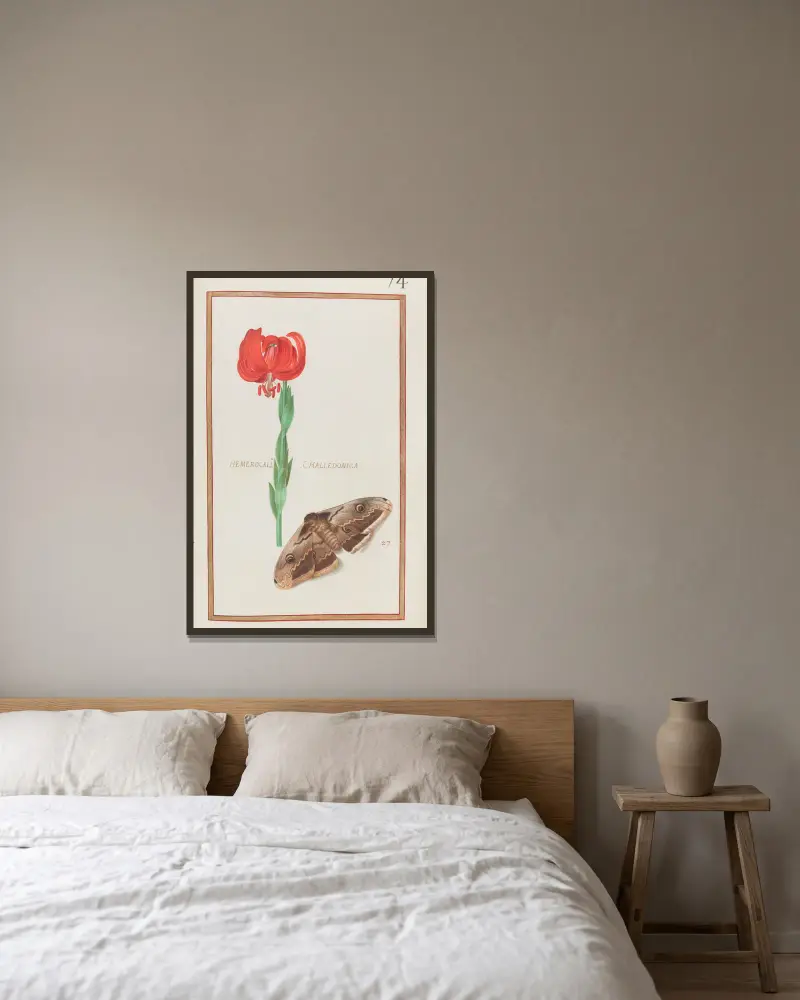 Hemerocallis chalcedonica, Daniel Rabel v rámu na stěně