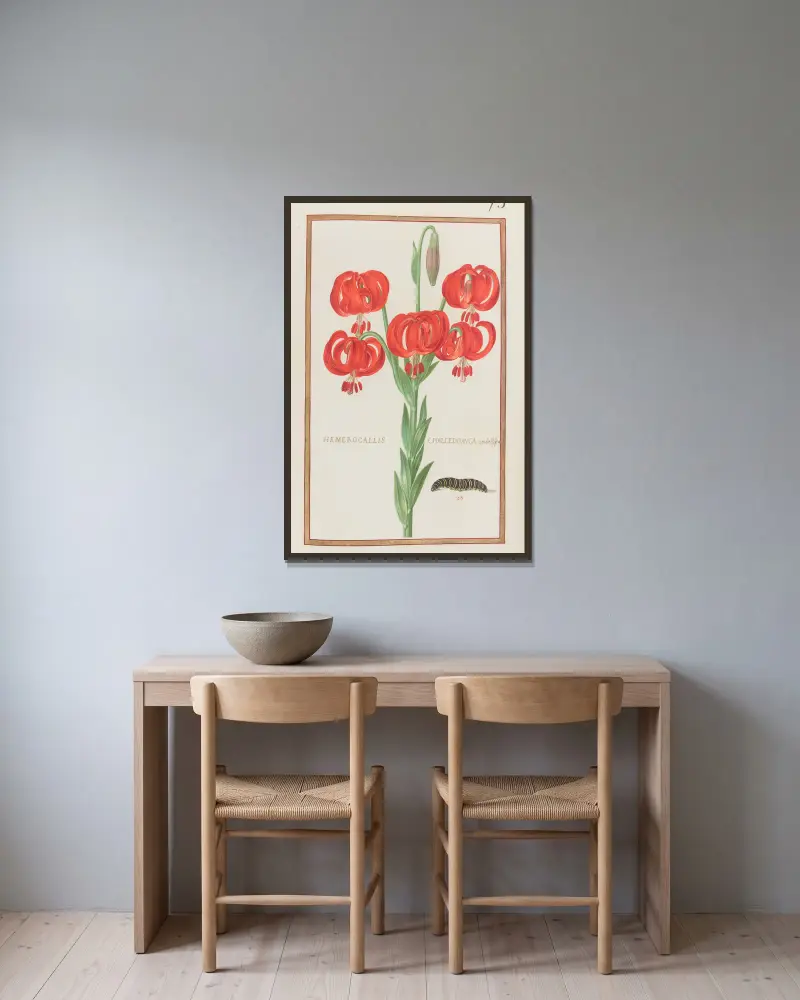 Hemerocallis chalcedonica umbellifera, Daniel Rabel v rámu na stěně