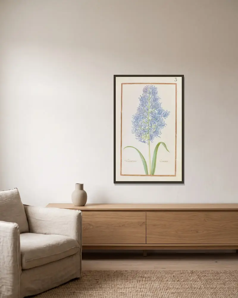 Hyacinthus comosus von Daniel Rabel gerahmt an einer Wand