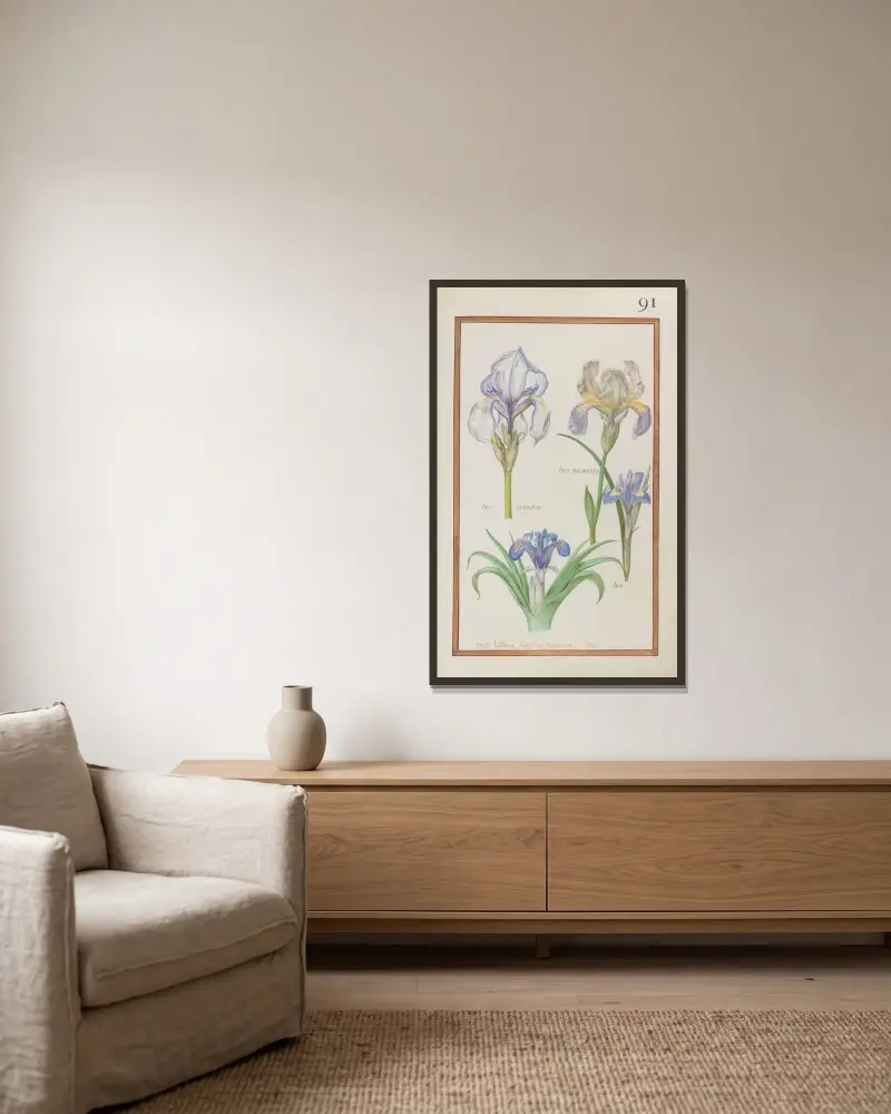 Iris dalmatica ; iris glorieux ; iris ; iris bulbosa latifolia lusitanica. I. Clussi av Daniel Rabel inramad på en vägg