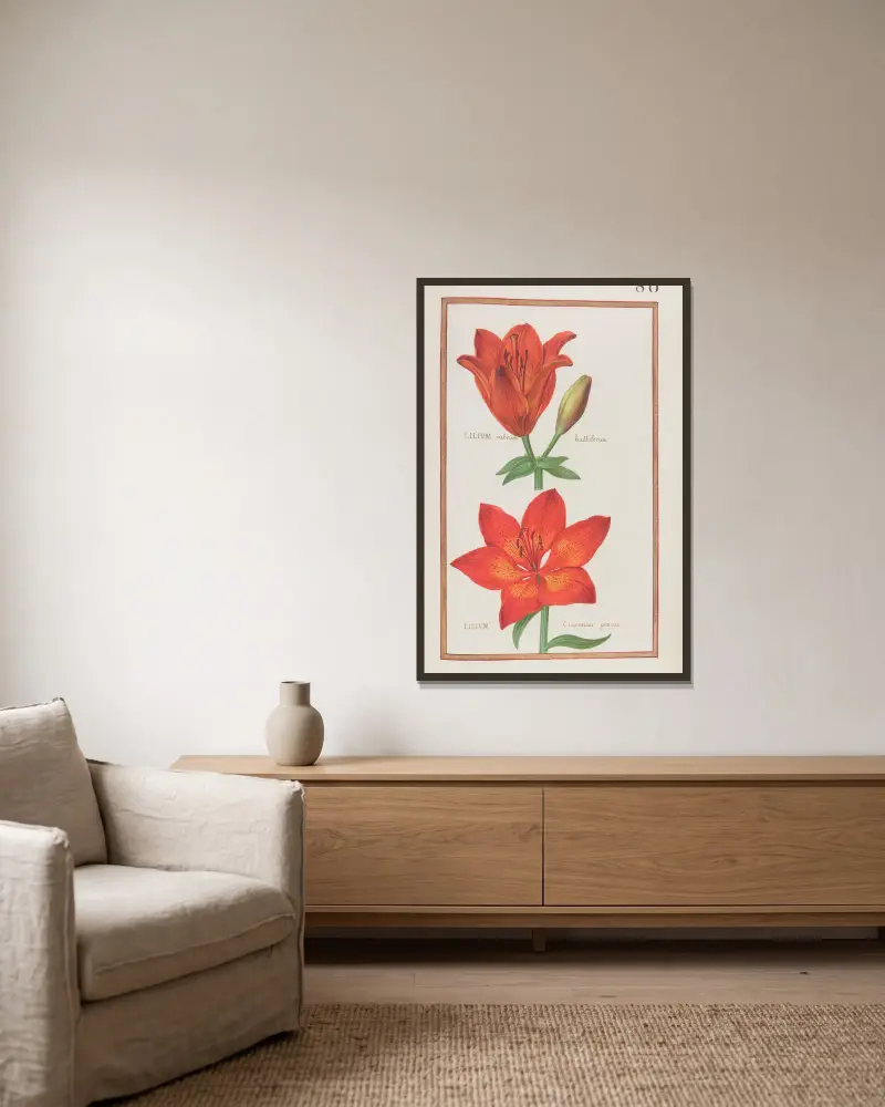 Lilium rubrum bulbiferum; lilium cruentum praecox, Daniel Rabel w ramie na ścianie