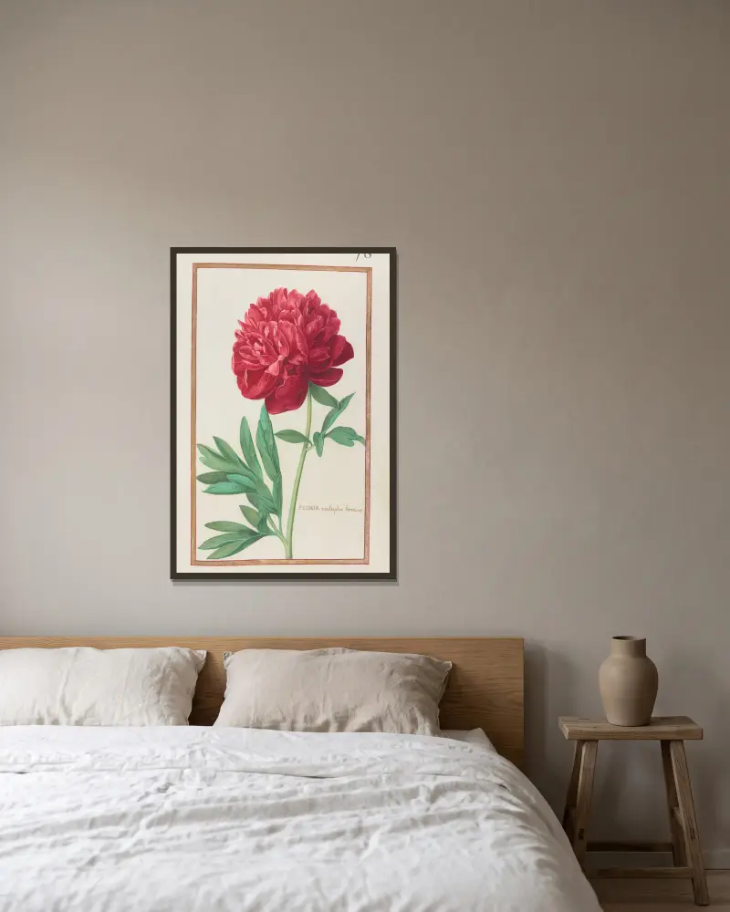 Peonia multiplex foemina, Daniel Rabel w ramie na ścianie