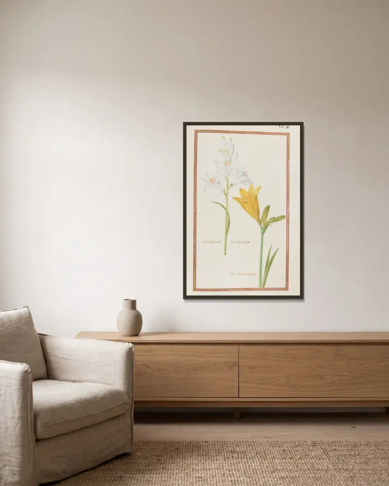 Phalangium allobrogum ; lili asphodelus von Daniel Rabel gerahmt an einer Wand