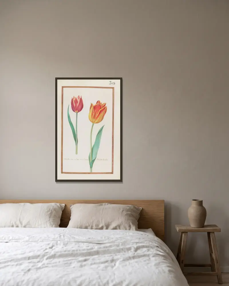 Tulipa atro. rubens oris sulphureis ; tulipa ducalis av Daniel Rabel inramad på en vägg